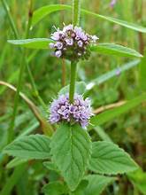 Mentha arvensis